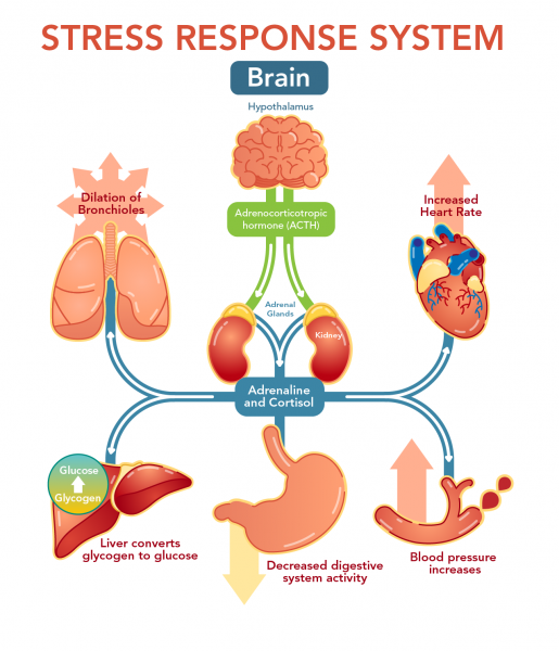 stress_response_system